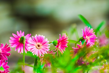 beautiful pink gerber in the garden with blurred background