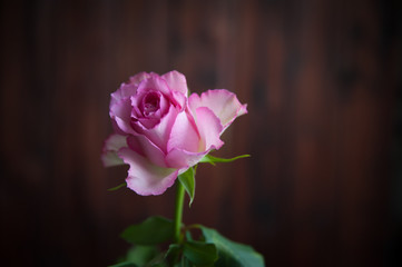 one rose close-up in a vase on a dark background