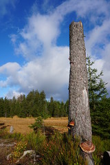 toter Baum mit pilzen im Harz