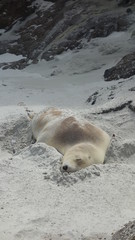 Seehund versteckt im Sand