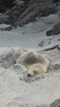 Seehund versteckt im Sand