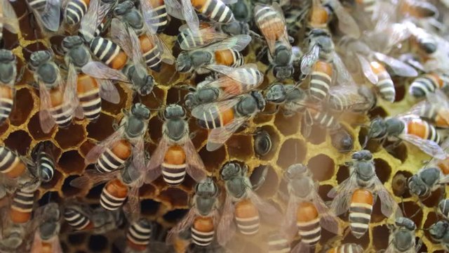 honey bees on beehive