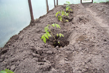 Young tomato plants lie in the holes and are prepared for planting. The pit has compost and special mineral fertilizer.