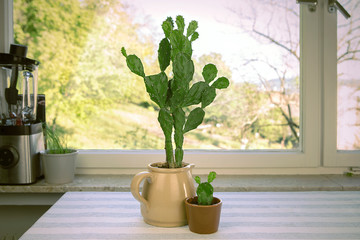 Big and small cactus in flower pot. Opuntia ficus-indica, prickly pear or Indian fig. Two cacti house plants on the table by the window. 