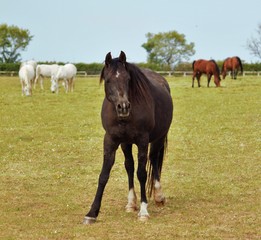 Naklejka na ściany i meble Black mare grazing in a field