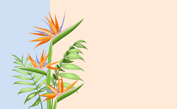 Strelitzia Orange Tropical Flower Isolated On Color Background. Vector Illustration.