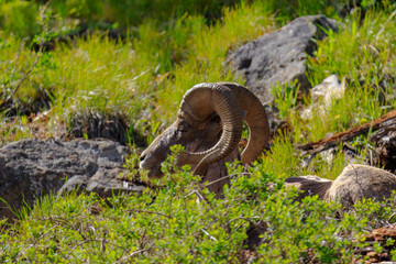 Big Horn Sheep