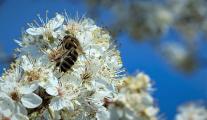 Insect, plant, spring, Germany - A honeybee collects nectar from a flowering plant on a sunny day in March.