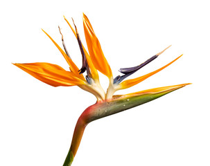 Obraz premium crane flower or bird of paradise (Strelitzia reginae) flower detail isolated on white
