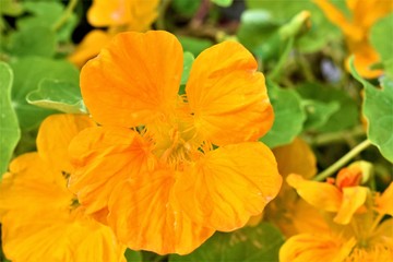 orange flower in the garden