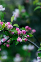 Naklejka na ściany i meble Apple Tree Blossoms with white and pink flowers.Spring flowering garden fruit tree.
