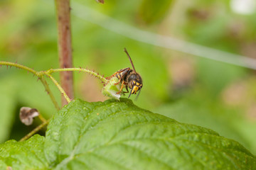 wasp on flower of blackberry plant 