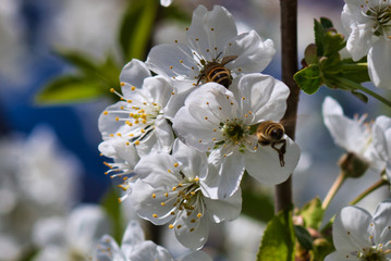 Pszczółka i kwitnąca wiśnia