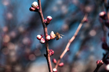 bee on a white flower on a tree. Bee picking pollen from apricot flower.Bee on apricot blossom