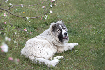 Obraz premium Beautiful happy puppy is in a garden. Caucasian shepherd dog is 7 month