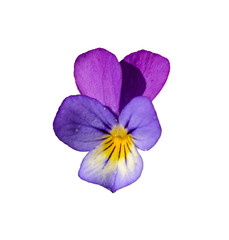 Viola tricolor, also known as Johnny Jump up, heartsease, heart's ease, heart's delight, tickle-my-fancy, Jack-jump-up-and-kiss-me, come-and-cuddle-me, three faces in a hood, or love-in-idleness