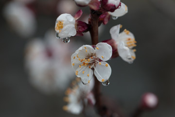 Fototapeta na wymiar closeup flowers of apricot tree with dew drops