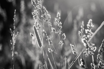 Fototapeta premium Silhouettes of grass in the rays of the sun close-up in black and white. Scenery landscape of bright sunrays over green field. Summer nature. Natural sunlight.