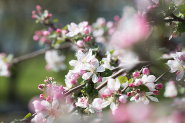 Apple Tree Blossoms with white and pink flowers.Spring flowering garden fruit tree.