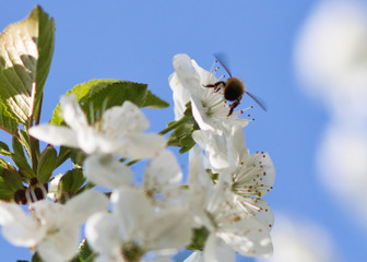 Pszczółka i kwitnąca wiśnia - obrazy, fototapety, plakaty