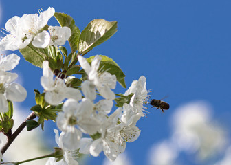 Pszczółka i kwitnąca wiśnia 2
