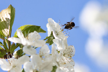 Pszczółka i kwitnąca wiśnia 1