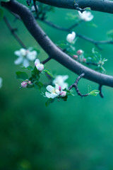 Apple Tree Blossoms with white and pink flowers.Spring flowering garden fruit tree.