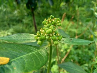 Close up green painted spurge (Euphorbia heterophylla, fireplant, painted euphorbia,Japanese poinsettia, desert poinsettia, paintedleaf, milkweed, kaliko plant) with natural background.