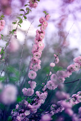  Pink almond flower blossoms in the spring. puffy pink flowers of the decorative almond bush