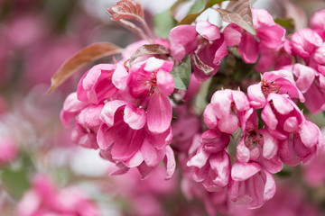 pink blossoming cherry twig after rain lit with the spring sun