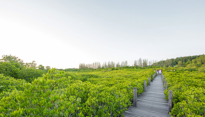 Fototapeta na wymiar View of mangrove forest with blurred sky background at Tung Prongthong, Rayong, Thailand