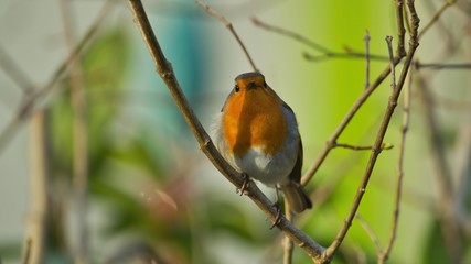 Ein Rotkehlchen sitzt im Frühling auf einem Ast vor buntem Hintergrund, Erithacus rubecula