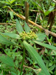Close up green painted spurge (Euphorbia heterophylla, fireplant, painted euphorbia,Japanese poinsettia, desert poinsettia, paintedleaf, milkweed, kaliko plant) with natural background.