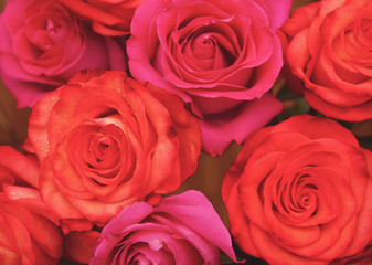 Scarlet and pink roses in a bouquet