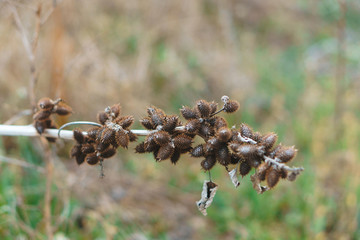 plant with dry leaves and needles