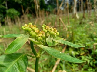 Close up green painted spurge (Euphorbia heterophylla, fireplant, painted euphorbia,Japanese poinsettia, desert poinsettia, paintedleaf, milkweed, kaliko plant) with natural background.