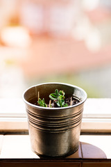 pea plant sprouting in a pot in the sun. urban garden. home hoobies concept. vertical stock image. selective focus