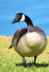 canada goose on a pond