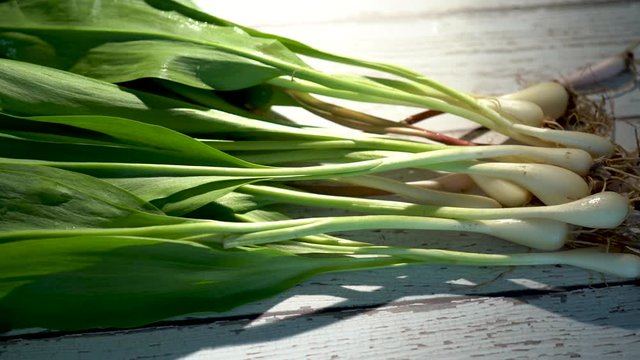 Fresh ramps on a white distressed wood background backlit.