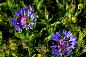 purple flowers in the garden