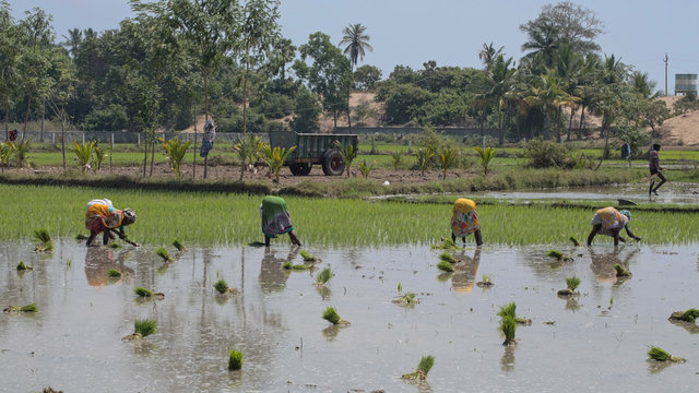 Women workers undertaking the backbreaking task of sowing young rice plants in a paddy field in Tamil Nadu, India. Rice is the local staple foodstuff