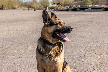 German shepherd sitting on the pavement on a sunny day