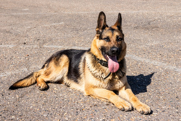 German shepherd sitting on the pavement on a sunny day