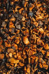 Forest ground after a fire with burnt grass and black branches of plants