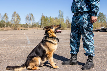 German shepherd sitting on the pavement on a sunny day