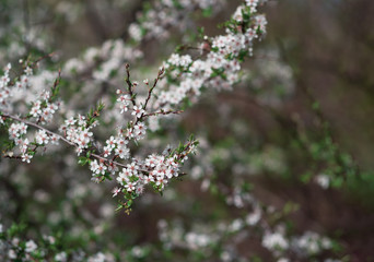 Cherry blossom branches spring background
