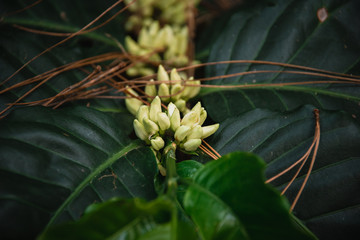 Coffee flowers are blooming beautifully with the leaves of pine trees that fall down.