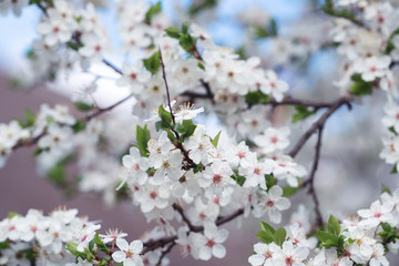 Cherry blossom branches spring background