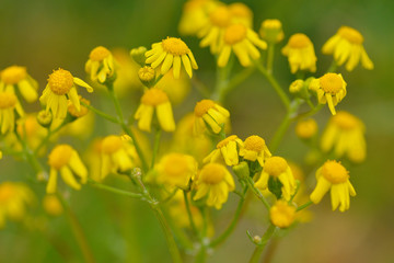 Jakobs-Greiskraut (Senecio jacobaea)	