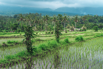 Fototapeta na wymiar Greenish rice fields with lines on bali